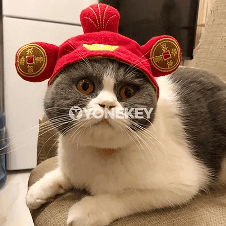 Pişik üçin ýyly Halloween şlýapa, foto we baýramçylyk üçin