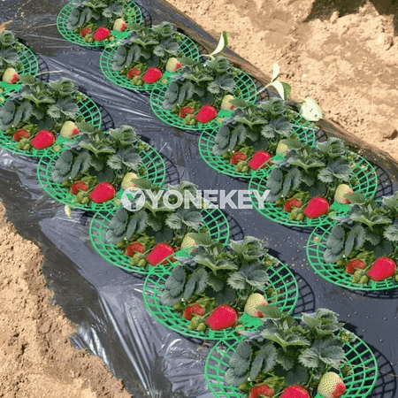 Çilek ösdürmek üçin güýçli tutawaçly 5/10 bölek taýajyk