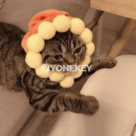 Pişik üçin ýyly Halloween şlýapa, foto we baýramçylyk üçin
