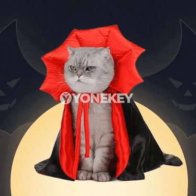 It we pişik üçin Halloween keşbi — gara wampir örtükli eşik toplumy