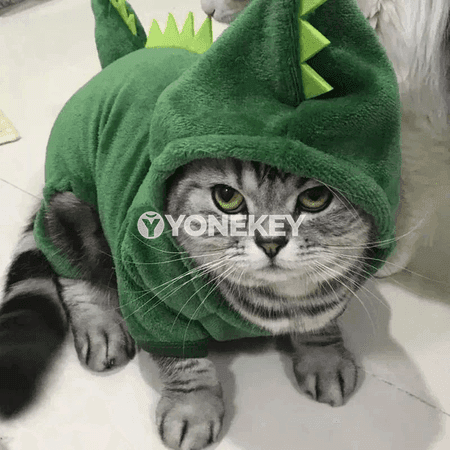 It we pişik üçin gyş ýyly eşigi, dinozawr görnüşli